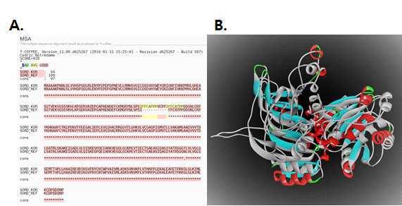 레퍼런스 SORD 단백질 염기서열 (NM_003104)과 한국인 SORD (Korean Clone ID: KU001957) 단백질의 CDS 염기서열의 비교 분석 결과 (insertion: 노랑색) (A). 레퍼런스 SORD 단백질의 3차 구조 (회색 리본 구조)와 한국인 SORD 단백질의 3차 구조 (이차 구조 리본) 비교. Insertion된 염기들은 ball-and stick 구조로 표시(B)