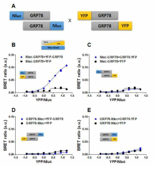 GRP78/GRP78 간의 상호작용 탐색을 위한 BRET assay 구축을 위한 plasmid 제작 및 최적의 BRET combination 선별 과정