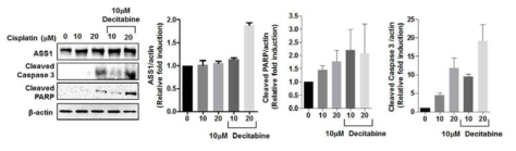 시스플라틴과 데시타빈 병용처리 시 세포사멸 관련 단백질 발현량 확인