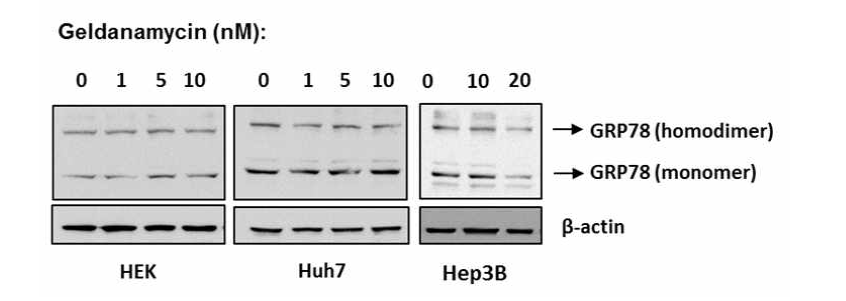 HEK, Huh7, Hep3B 세포주에서 Geldanamycin에 의한 GRP78 단백질의 발현 변화