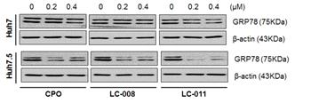 CPO와 유도물질인 LC-008, LC-011에 의한 GRP78 단백질 발현