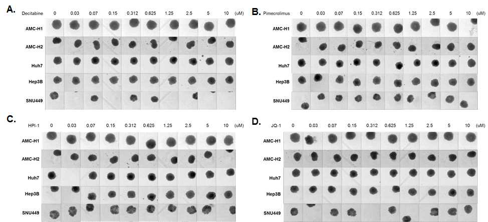 ASS1 발현 증가 스크리닝 플랫폼을 이용하여 발굴한 약물 (A.Decitabine, B. Pimecrolimus, C.HPI-1, D. JQ-1)에 의한 간암세포주의 구상체 크기 비교