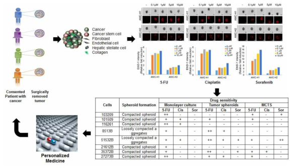간암환자 유래세포를 이용한 다세포성 종양 구상체에서의 약물 민감성 비교