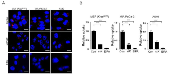 KRAS mutant MEF, cancer cell에서 siKRAS에 의한 Dextran uptake변화
