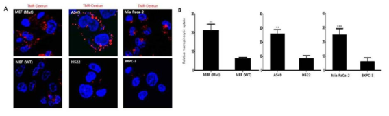 Kras mutant/wild type cancer cell에서 TMR-Dextran uptake 측정법 구축