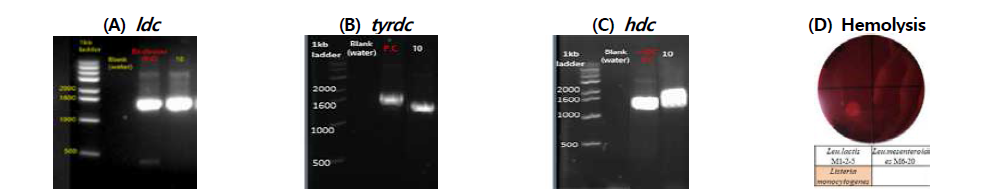 Le. lactis M1-2 L5 분리균주의 biogenic amines 유전자 및 용혈활성 측정