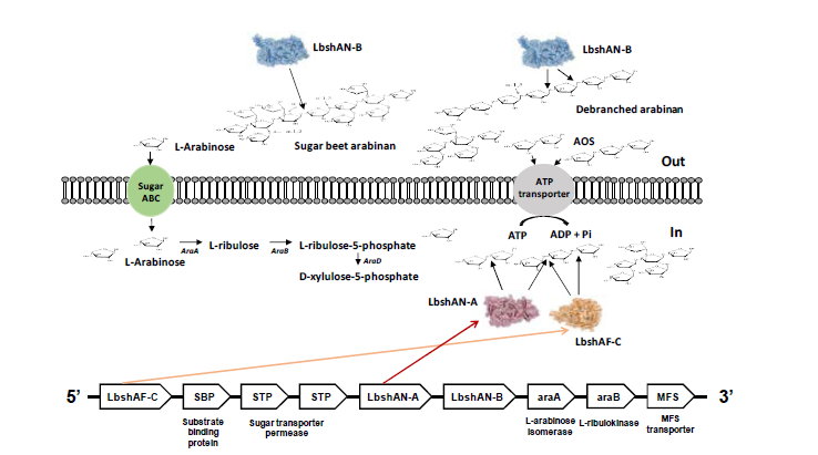 Lb. shenzhenensis 유래 arabinan 분해 및 이용 관련 유전자 클러스터 구조 및 시너지 작용