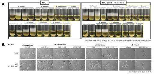 전통 장류 효모 균주들의 삼막 형성 확인(A)와 현미경을 통한 형태변화 확인(B)