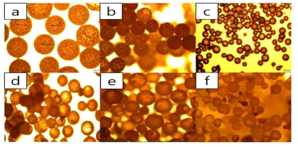 코어 함량, 교반 속도, 우레아-포름알데히드 투입 몰 비를 변수로 합성된 마이크로캡슐의 광학현미경 이미지