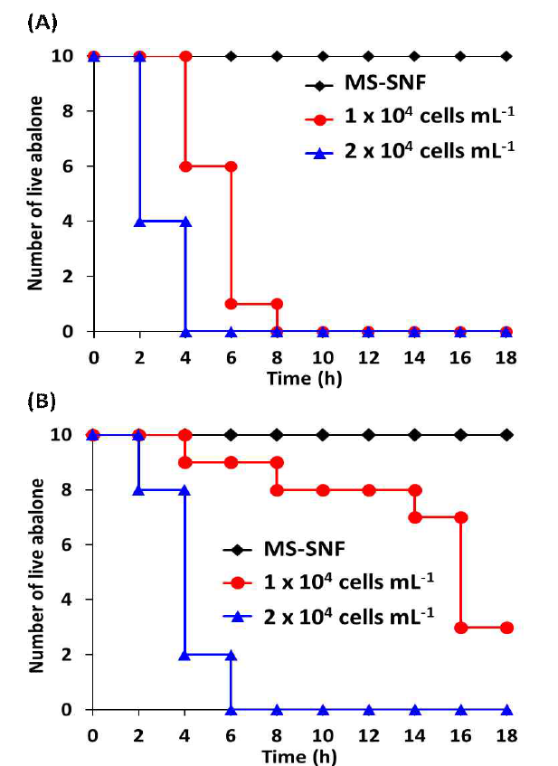 Effects of the NGU04, SUO-1, and NIES-2411 strains of K. mikimotoi on the survival of juvenile abalone, N. gigantea (n=10). The survival of abalone in each test group was examined following exposure to NGU04 (red circle), SUO-1 (blue triangle), NIES-2411 (green square) at a cell density of 5 × 103cells mL-1, or medium alone as a control (MS-SNF, open black diamond; SWM3, closed black diamond)