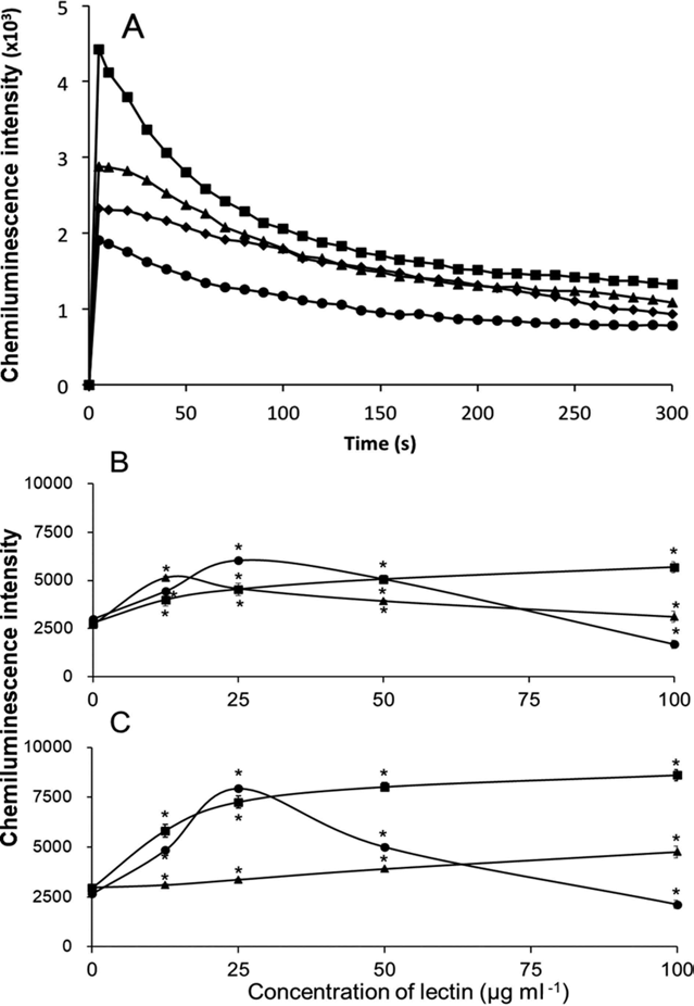 Effects of lectins on the chemiluminescence responses of the NGU04 strain of Karenia mikimotoi and of Chattonella marina. (A) After simultaneous addition of L-012 (final 100 μg ml–1) and Con A at final concentration of 0 (●), 25 (■), 50 (▲) and 100 μg ml–1 (◆) to the cell suspension (final 2 × 104 cells ml–1) of the K. mikimotoi NGU04 strain, chemiluminescence responses during the first 300 s were measured. (B) After simultaneous addition of L-012 (final 100 μg ml–1) and indicated final concentrations of Con A (●), WGA (▲) or CBH (■) to the cell suspension of the K. mikimotoi NGU04 strain, the peak value of each chemiluminescence response was measured and plotted against each lectin concentration. (C) Effects of Con A (●), WGA (▲), or CBH (■) on the chemiluminescence responses in C. marina (final 2 × 104 cells ml–1) examined as described above for NGU04 strain of K. mikimotoi. (B, C) Points indicate the mean of triplicate measurements, bars indicate ± standard deviation. Asterisks indicate significant differences between with and without lectins (p < 0.05)