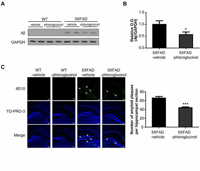 5XFAD 마우스에 phloroglucinol 100mg/Kg을 2달간 경구투여 후 해마 부위의 Aβ 단백질 수준(A, B)과 신경반(C, D)이 유의적으로 감소하였음