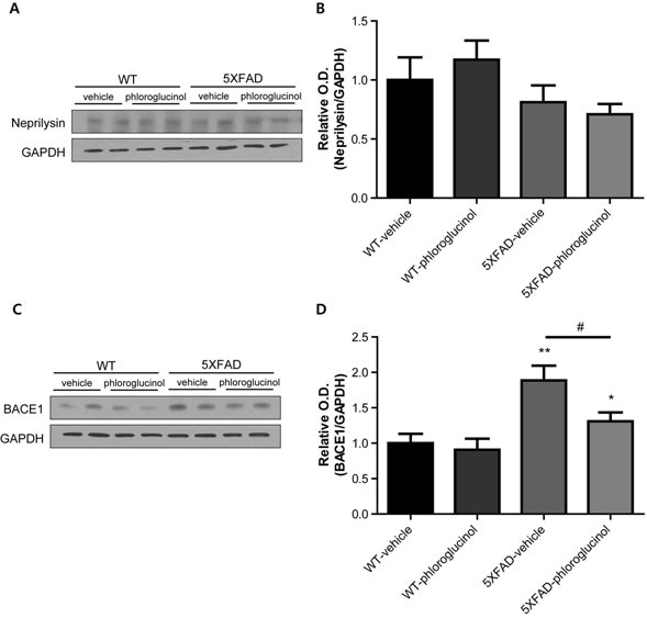 5XFAD 마우스에 phloroglucinol 100mg/Kg을 2달간 경구투여 후 해마 부위의 Aβ 분해효소인 Neprilysin 단백질 수준 (A, B)은 유의적으로 증가하였으며 Aβ 생성효소인 BACE1의 단백질 수준 (C, D)이 유의적으로 감소하였음