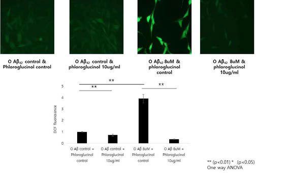 1차 배양 해마 신경세포에 phloroglucinol 10μg/ml 전처리 후 Aβ 8μM 처리하였을때에 DCF-DA로 측정한 ROS 축적의 유의적 완화 효과를 검증함