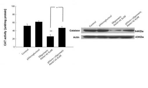 1차 배양 해마 신경세포에 oligomeric Aβ1-42 8μM을 phloroglucinol 10μg/ml과 같이 처치 후 catalase 발현 및 활성 저하를 유의적으로 완화함을 확인함
