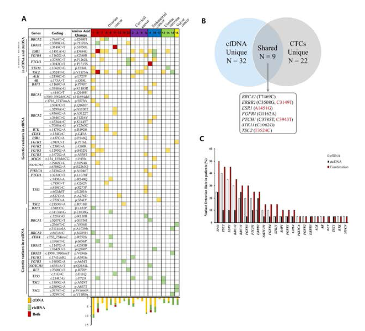 (A) 부인암 환자의 cfDNA, ctcDNA에서 검출된 전체 유전자 돌연변이와 CTC 개수. (B) cfDNA와 CTC에서 발견된 공통적인 돌연변이 개수. (C) cfDNA와 ctcDNA의 유전자 변이가 발견되는 환자의 빈도 측정