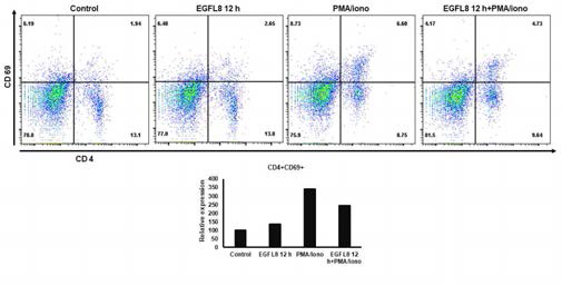 EGFL8의 처리에 따른 마우스T세포의 CD4 및 CD69 발현을 확인한 결과