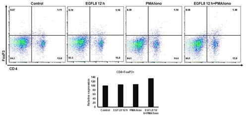 EGFL8의 처리에 따른 마우스T세포의 CD4 및 FoxP3 분자의 발현을 확인한 결과