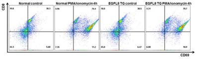 정상 및 EGFL8tg 마우스의 지라세포에 PMA/ionomycin 4시간 처리 후 CD8 및 CD69 분자의 발현 분석 결과