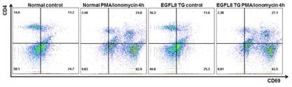 정상 및 EGFL8tg 마우스의 지라세포에 PMA/ionomycin 4시간 처리 후 CD4 및 CD69 분자의 발현 분석 결과