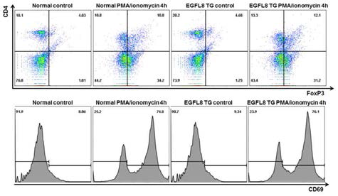 정상 및 EGFL8tg 마우스의 지라세포에 PMA/ionomycin 4시간 처리 후 CD4, FoxP3 및 CD69 분자의 발현
