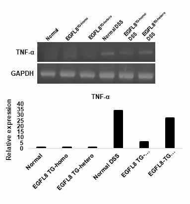 DSS 처리에 따른 TNF-α 유전자 발현