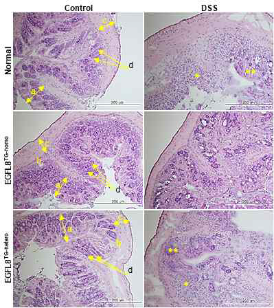 DSS로 염증성장질환 유도시킨 정상 및 EGFL8tg 마우스 결장의 H-E 염색 x 200 (a) 점막, (b) 점막밑조직 (c) 근육 및 (d) 창자움