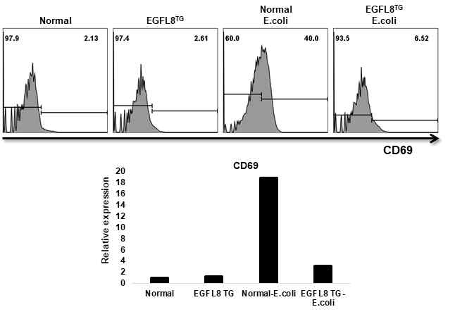 대장염이 유도된 정상마우스 및 EGFL8 형질전환 마우스 T세포에서 CD69의 발현 분석 결과