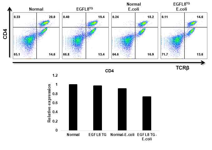 대장염이 유도된 정상 및 EGFL8tg 마우스 T세포에서 CD4의 발현 분석