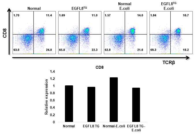대장염이 유도된 정상 및 EGFL8tg 마우스 T세포에서 CD8의 발현 분석