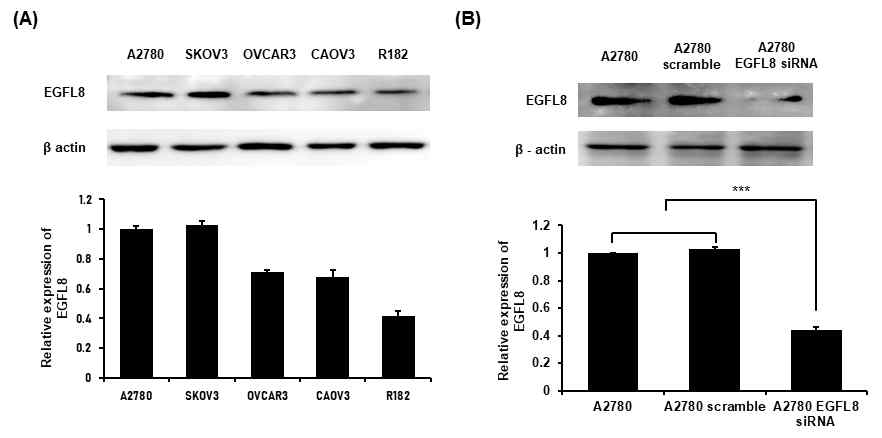 (A) 사람 난소암 세포에서의 EGFL8 단백질 발현. (B) EGFL8 침묵된 사람 난소암 세포에서 EGFL8 단백질 발현 분석