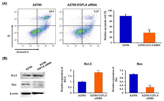 EGFL8 침묵된 사람 난소암 세포의 (A) 세포사멸. (B) 세포사멸 조절 단백질 발현 분석