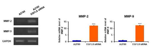 EGFL8 침묵된 사람난소암세포의 MMP 유전자 발현 분석