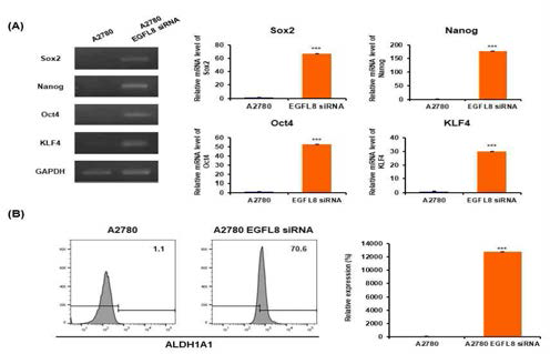 (A) EGFL8 침묵된 사람 난소암 세포의 암줄기세포 유전자 발현 (A) RT-PCR, (B) 유세포분석