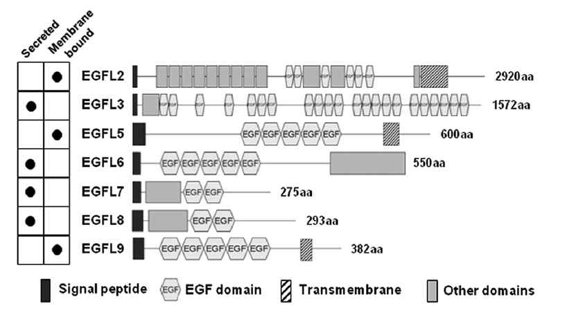 다양한 EGFL계 분자의 구조(J Biol Chem, 2011)