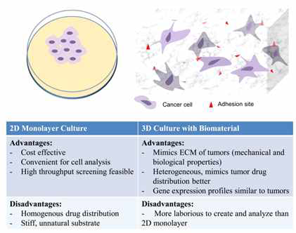 2D vs 3D 세포배양의 특성 비교