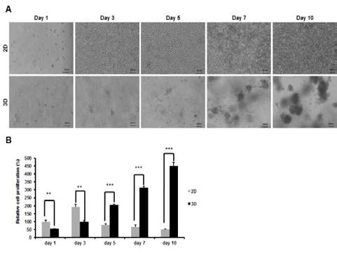 3차원과 2차원 환경에서 마우수T세포림프종세포주(EL4)를 배양 후 세포증식능을 비교한 결과. (A) 위상차현미경사진, (B) WST-1결과 그래프
