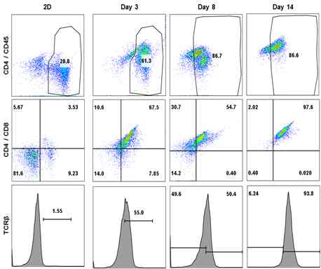 복합 하이드로겔 지지체에서 가슴샘기질세포(SNEC-DL1)와 공배양 된 마우스T세포림프종세포주(EL4)의 분화능을 분석한 결과
