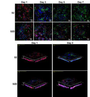 S2 및 S2D 조건에서 공배양된 면역조직기질세포와 T세포를 공초점레이저현미경으로 확인한 사진(Green : I-A, Red : CD4, CD8, Blue : DAPI)