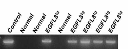 2세대 마우스의 EGFL8 유전자 발현 확인결과