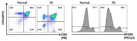 정상 및 EGFL8 형질전환(EGFL8tg) 마우스에서 가슴샘 T세포에서 CD4와 CD8의 발현분석 결과