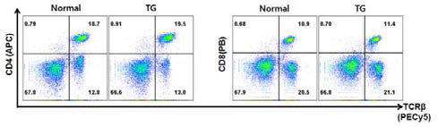 EGFL8tg 마우스와 정상 마우스에서 질병유도가 되지 않았을 때 지라의 T세포에서 CD4와 CD8의 발현