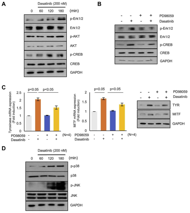 Dasatinib stimulates melanogenesis through the Erk1/2-CREB signaling pathway. (A) Human melanocytes were treated with 200 nM of dasatinib for the indicated times and Erk1/2, AKT and CREB phosphorylation were analyzed by western blotting. Pretreatment with PD98059 20 mM recovered the phosphorylation of CREB (B) and down-regulated the expressions of MITF and tyrosinase mRNA and protein levels in dasatinib=trested cells (C). Melanocytes were treated with dasatinib for the indicated times and p38 and JNK phosphorylation were analyzed by western blotting. Data are presented as the mean ± SD