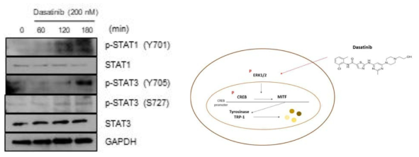 A time course of STAT1 and STAT3 phosphorylation in melanocytes treated with 200 nM dasatinib. Right)) Scheme of Dasatinib induced phosphorylation of ERK and CREB in melanocytes. Phosphorylation sites suppressed by 200 nM dasatinib are displayed