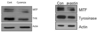 Effect of cyramza and avastin in expressions of MITF and tyrosinase of normal human melanocytes