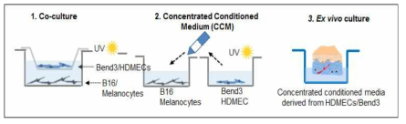 Screening system using coculture of UV irradiated endothelial cells and melanocytes