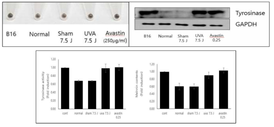 Effects of avastin in B16 melanoma cells cocultured UV irradiated Bend3 cells