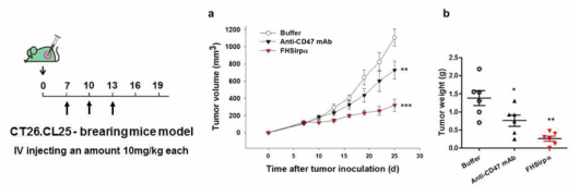 CT26.CL25 종양 쥐모델에서 FHSirpα 및 마우스 항 CD47 단일 클론 항체의 항암 효과