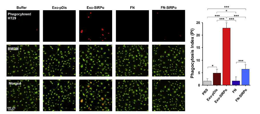 Sirpα exosome으로 인한 암세포에 대한 식세포의 탐식 작용 항진