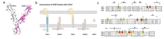 a. Sirpα와 Sirpγ의 crystal structure b. CD47과 결합하는 Sirp family c. Sirp family의 아미노산 서열 유사성